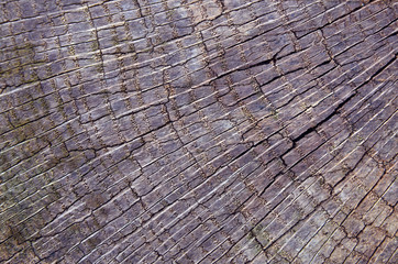 Cracked wood background.Old tree stump texture close up.Selective focus.