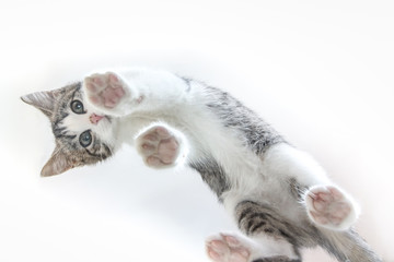 Cute cat. A view from below, stands on its paws. unusual angle. from below viev tsvzhhnhvn down.
