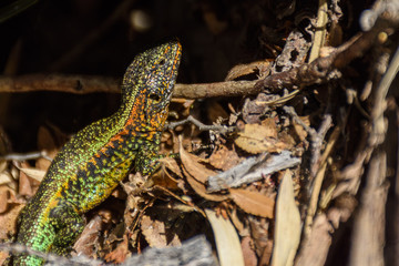 Patagonian Lizard