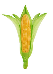 Fresh corn isolated