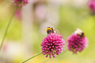 Hummel Blume Blüte Knoblauch