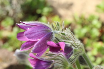 Blühende Küchenschelle Pulsatilla Vulgaris