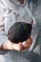 Woman holding one fresh beet in hands