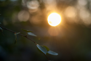 Plants at sunset