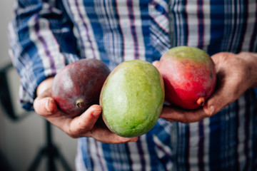 Fresh and ripe mango in a farmer hands.