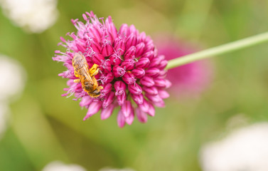 Biene Blume Blüte Knoblauch