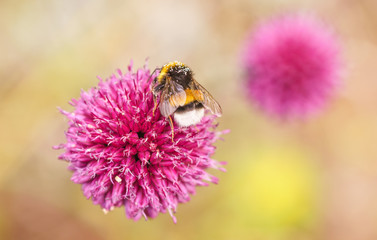 Hummel Blume Bl&uuml;te Knoblauch