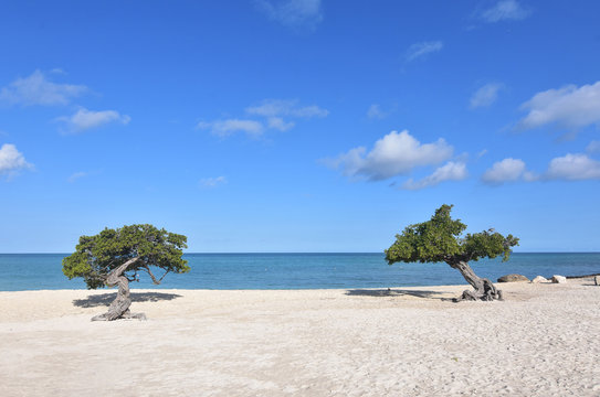 Pair of Divi Divi Trees on a White Sand Beach in Aruba