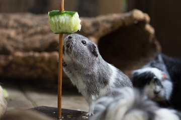Meerschweinchen streckt sich zum Futter