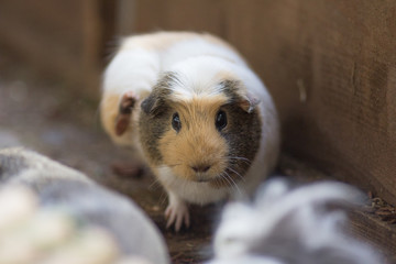 Meerschweinchen kratzt sich © Joline Greim