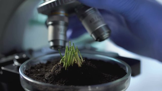 Sprouts growth on Petri dish, agronomist breeding new varieties of cereals