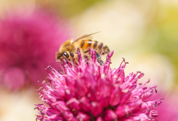 Biene Blume Blüte Knoblauch