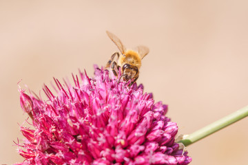 Biene Blume Blüte Knoblauch