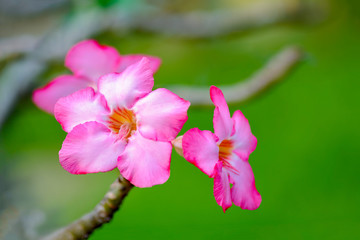 Obraz premium Adenium or Desert Rose, beautiful flowers with green blur background in garden, Thailand.