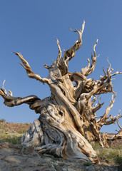 Pine tree in the Ancient Bristlecone Pine Tree Forest in California
