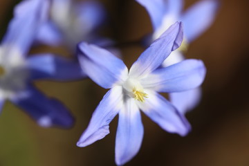 Scilla Blaustern