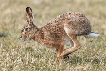 hase