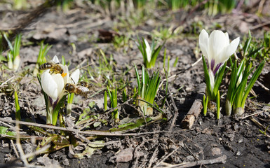 Spring crocus flowers with honey bees. Saffron in the garden. Crocus sativus Saffron growing in the garden