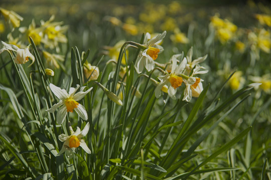 narcissi and daffodils