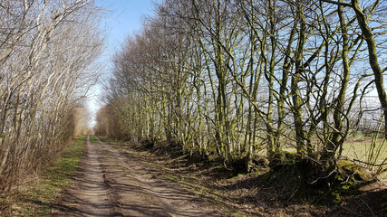 Country lane between hedges walls in North Germany