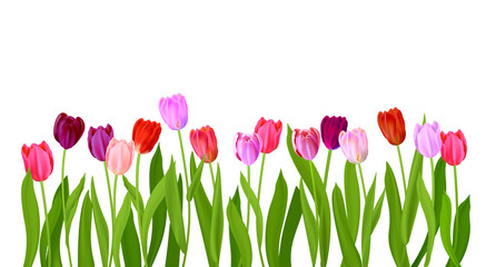 Realistic Isolated tulips flowers