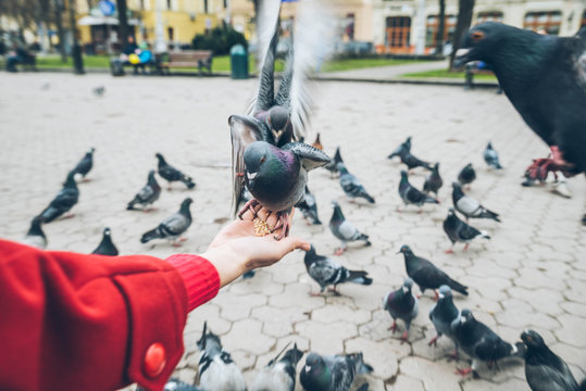 first-person view. doves eat seed from person hand
