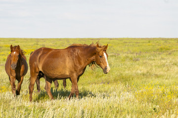 A herd of wild horses shown on Water island in atmospheric Rostov state reserve