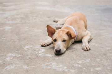 Obraz premium Yellow thai dog is lying on the cement floor, selective focus