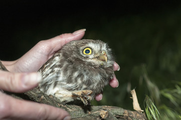 portrait of cute little owl with bokeh