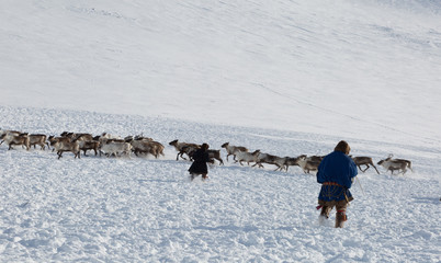 Nenets reindeer herders catch reindeers on a sunny winter day