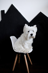 dog of the West Highland White Terrier breed sits on a white chair with wooden legs on the background of a chalky dot in the house
