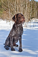 Dog breed  German Wirehaired pointer drathaar sitting on the snow in nature