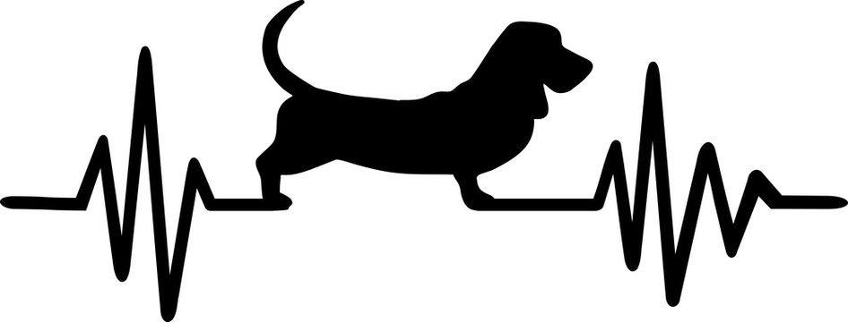 Basset hound heartbeat