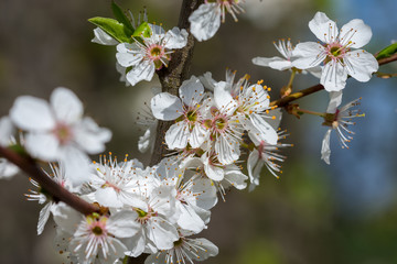 Frühling, Winter, erste Blumen, Wetter, Insekten, Deko, 