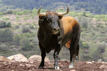bull in spain
