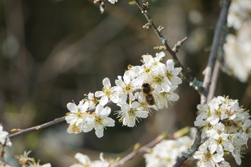 Blüten in der Natur