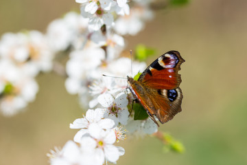 Frühling, Winter, erste Blumen, Wetter, Insekten, Deko, 