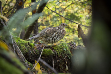 Bird