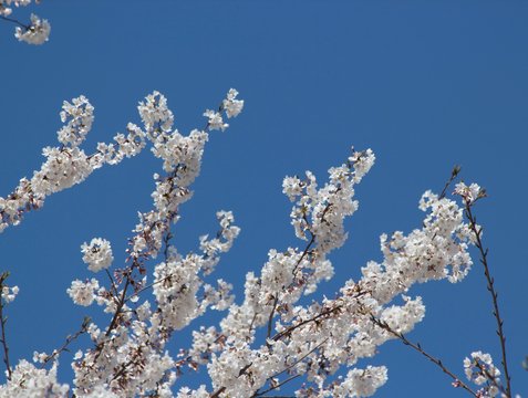 Flowering Trees, Spring