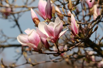 Magnolien, traumhafte Blütenkelche vor blauem Himmel