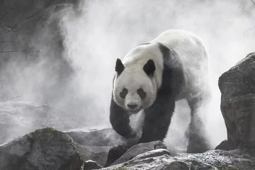 Keuken spatwand met foto Schattige panda Natuur Mist © bgspix