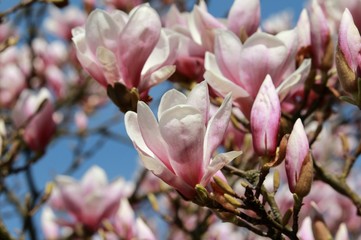 Magnolien, traumhafte Blütenkelche vor blauem Himmel