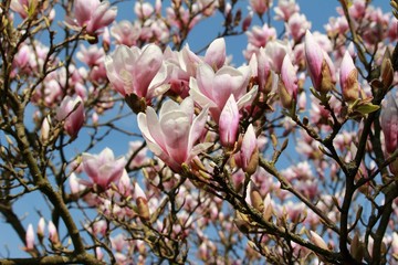 Magnolien, traumhafte Blütenkelche vor blauem Himmel