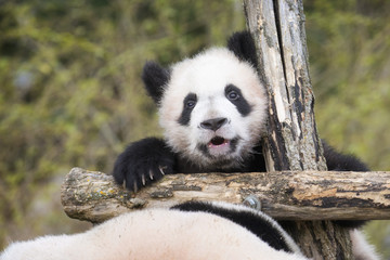 Yuan Meng Baby panda cute  © bgspix