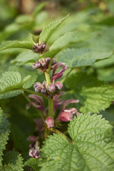  Lamium orvala