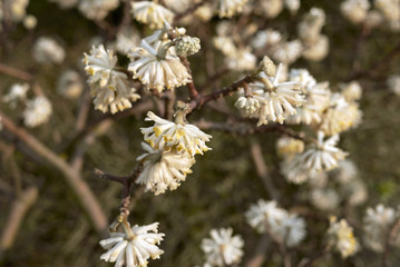 Edgeworthia chrysantha