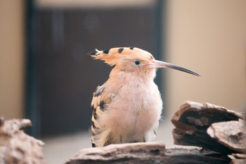 Vogel Wiedehopf lat. Upupa epops