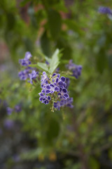 Obraz premium Duranta erecta