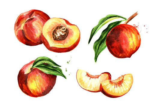 Peach fruits set. Watercolor hand drawn illustration, isolated on white background