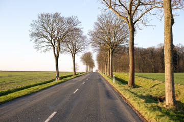 Fototapeta na wymiar leere Strasse mit Feldern und Bäumen am Strassenrand bei sonnigem Wetter und blauem Himmel